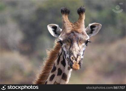 Close up detail of a giraffe's head