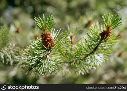 Close-up detail of a green spruce tree branch with small pine cones buds in bright sunshine on a warm summer day.. Close-up detail of a green spruce tree branch with small pine cones buds in bright sunshine on a warm summer day