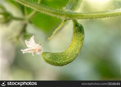 Close up detailed view of organic Fresh small cucumber hanging on a branch with white flower and water droplets in garden.. Fresh small cucumber hanging on a branch