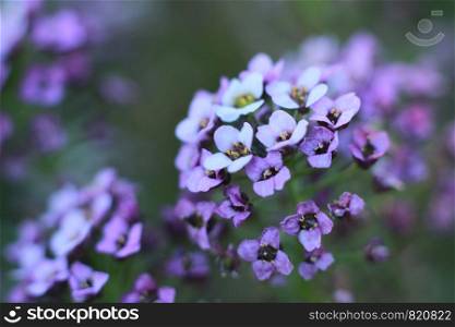 close up details and colors on small tiny flowers on a Hydrangea bush