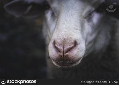 Close-up details of a sheep face with a pink wet nose, with selective focus. Sheep portrait. German sheep mouth. Cute domestic animal.
