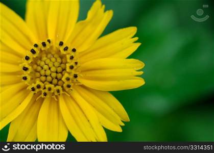 close up details of a yellow flower with copy space on left
