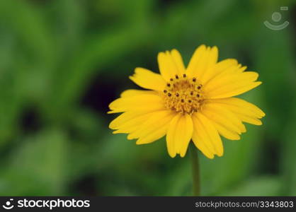 close up details of a yellow flower with copy space on left