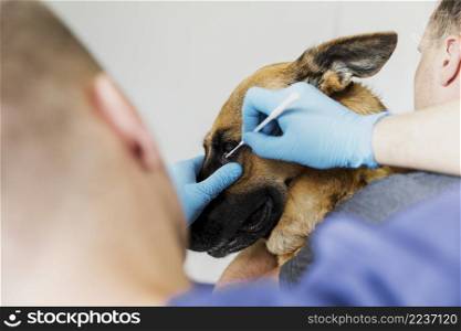 close up doctor checking cute dog s eye