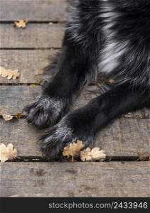 close up dog paws outdoors