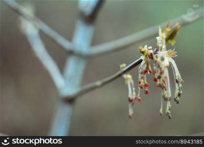 Close up drooping flowering cluster on maple bare branch concept photo. Front view photography with blurred background. High quality picture for wallpaper, travel blog, magazine, article. Close up drooping flowering cluster on maple bare branch concept photo