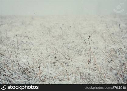 Close up dry field covered with snow concept photo. Beautiful winter. Front view photography with misty site on background. High quality picture for wallpaper, travel blog, magazine, article. Close up dry field covered with snow concept photo