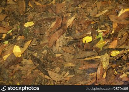 Close-up dry leaves