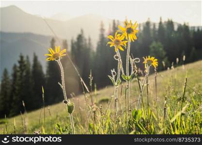 Close up dwarf sunflowers concept photo. Meadow with spruces, mountain. Front view photography with blurred landscape background. High quality picture for wallpaper, travel blog, magazine, article. Close up dwarf sunflowers concept photo