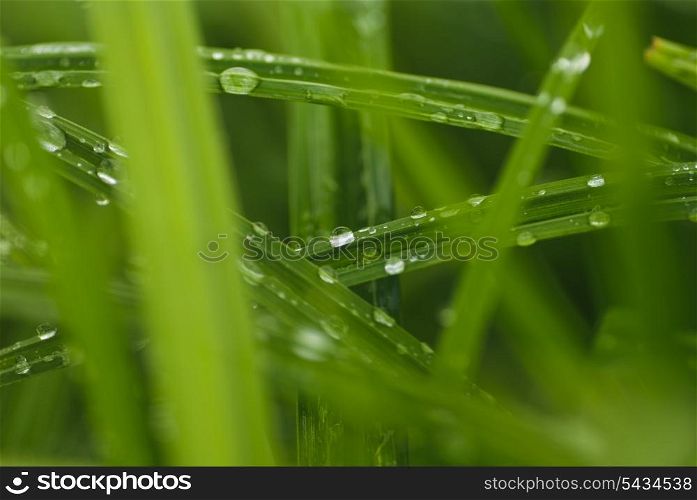 Close up early drew on green grass. Like a beads. Shallow DOF