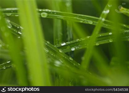 Close up early drew on green grass. Like a beads. Shallow DOF