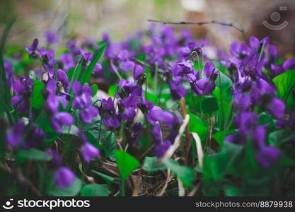 Close up early spring purple flowers concept photo. Springtime in garden. Front view photography with blurred background. High quality picture for wallpaper, travel blog, magazine, article. Close up early spring purple flowers concept photo