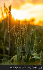 Close up ears of wheat or barley at golden sunset or sunrise