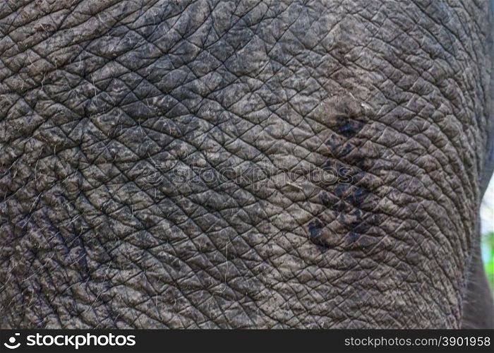 close up elephant skin, background and texture from nature