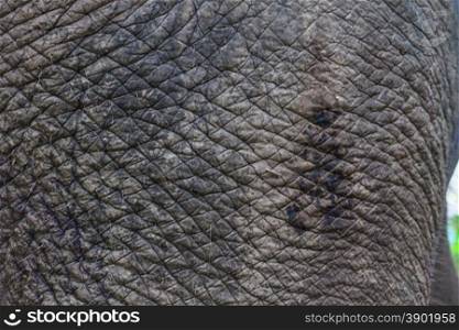 close up elephant skin, background and texture from nature