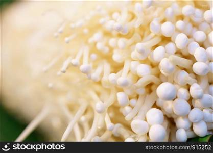 close up Enoki Golden needle mushroom with copy space