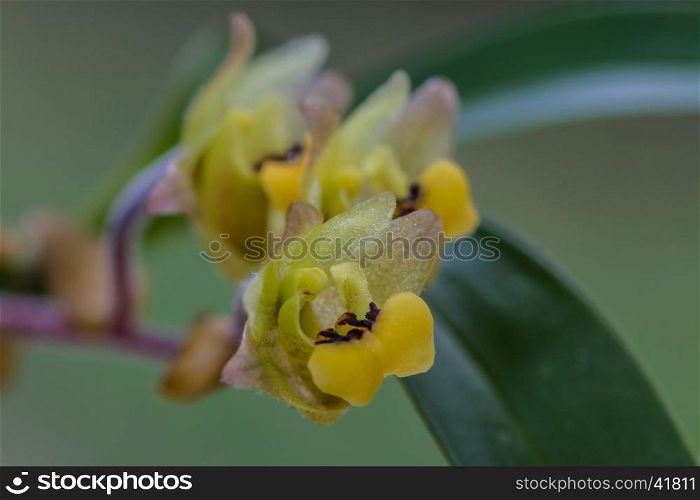 Close up Eria amica orchid in nature, Thailand