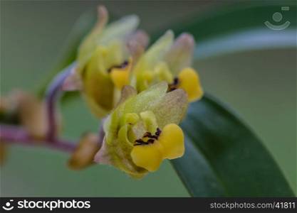 Close up Eria amica orchid in nature, Thailand