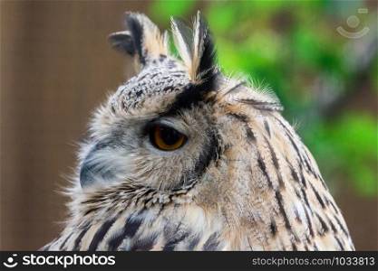 Close up Eurasian Eagle Owl (Bubo bubo) face with orange eye.