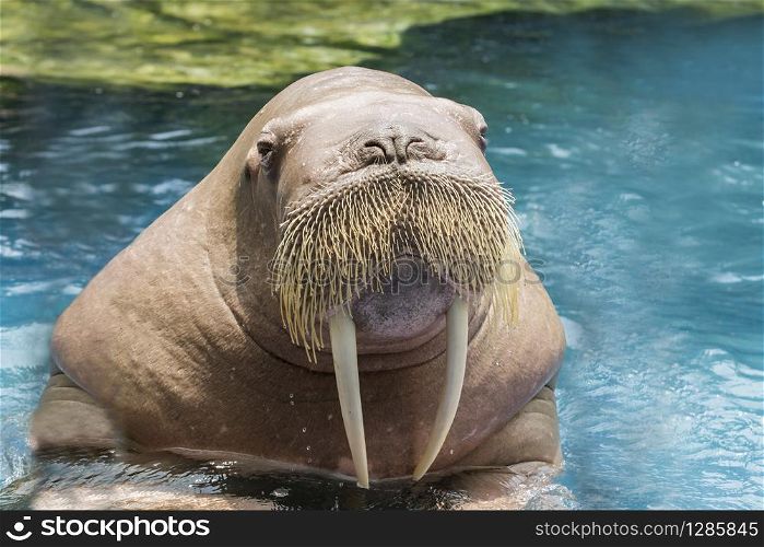 close up face ivory walrus in deep sea water