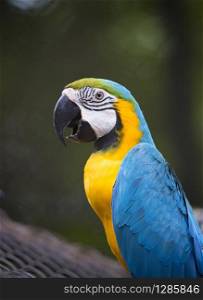close up face of colorful blue gold macaw bird on green blur background