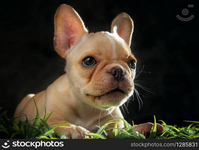 close up face of french bull dog puppy in studio shot