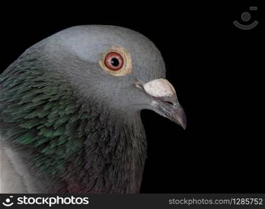 close up face of homing pigeon bird bill on black