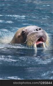 close up face of male walrus swimming in deep sea water