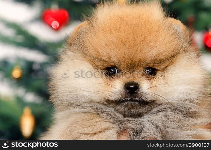 close up face of pomeranian dog