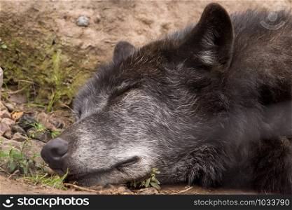 Close up face of sleeping Wolf (Canis lupus) on the ground.