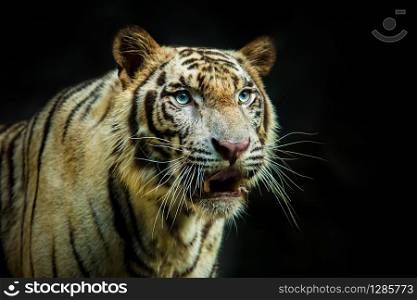 close up face of tiger against dark background
