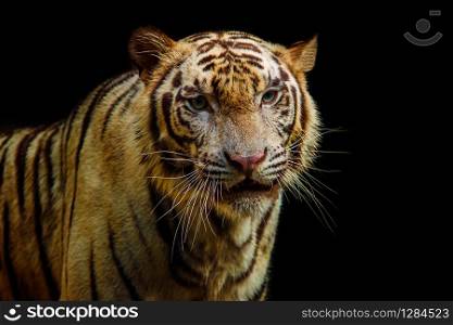 close up face of tiger on black background