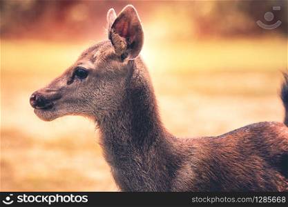 close up face sambar deer in wilderness