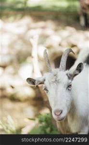 close up farm goat stable