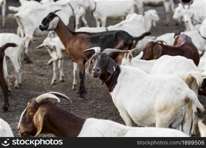 close up farm with goats. Resolution and high quality beautiful photo. close up farm with goats. High quality beautiful photo concept