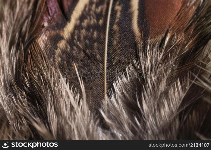 close up feathers organic background
