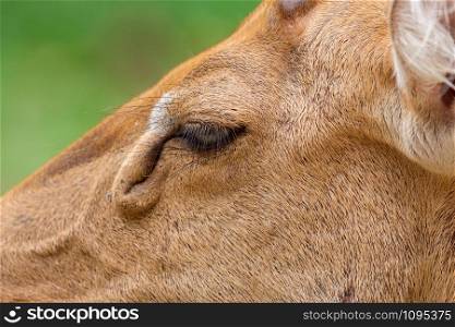 Close-up female Eld&rsquo;s deer or Brow-antlered deer (Rucervus eldii thamin).