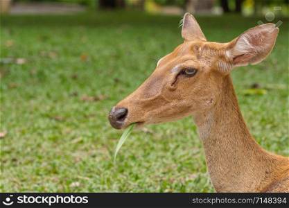 Close-up female Eld&rsquo;s deer or Brow-antlered deer (Rucervus eldii thamin) eating grass.