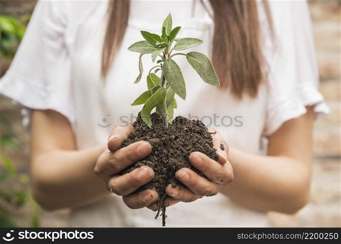 close up female gardener s hand holding seedling