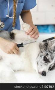 close up female vet hand examining dog flea with comb clinic