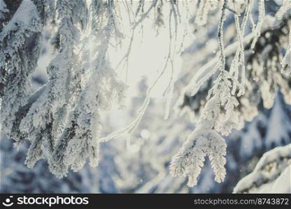 Close up fir branches covered with snow concept photo. Front view photography with snowy winter landscape on background. High quality picture for wallpaper, travel blog, magazine, article. Close up fir branches covered with snow concept photo