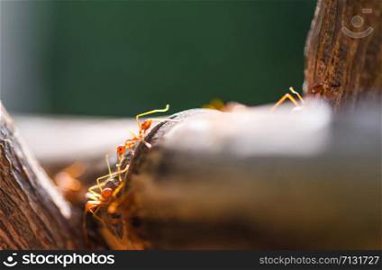 Close up fire ant walk macro shot insect in nature red ant is very small / Ant action standing on tree branch with morning sunlight , selective focus
