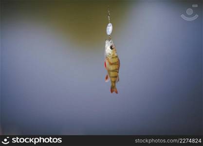 close up fish hanging hook
