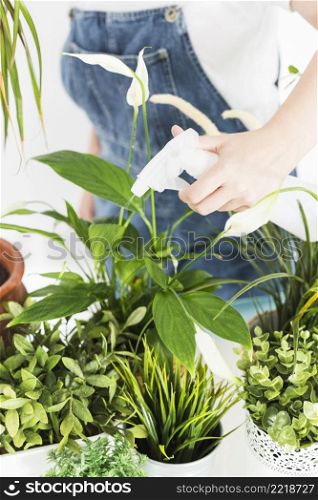 close up florist hand spraying water potted plants with spray bottle