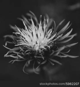 close up flower in black and white, shallow DOF