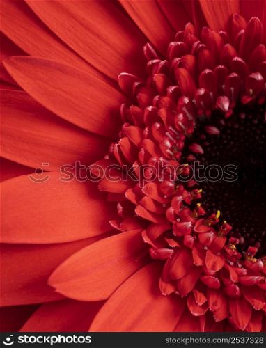 close up flower with red petals