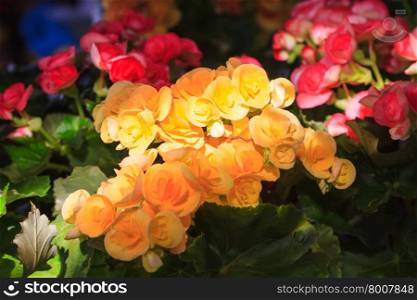 close up flower with sunshine on flower in garden