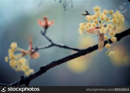 Close up flowering linden branch concept photo. Medicinal plants in park. Front view photography with blurred background. High quality picture for wallpaper, travel blog, magazine, article. Close up flowering linden branch concept photo