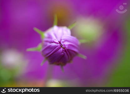Close Up Flowers in Garden macro lens