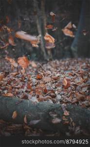 Close up flying leaves in autumn forest concept photo. Fall season. Front view photography with tranquil wood on background. High quality picture for wallpaper, travel blog, magazine, article. Close up flying leaves in autumn forest concept photo